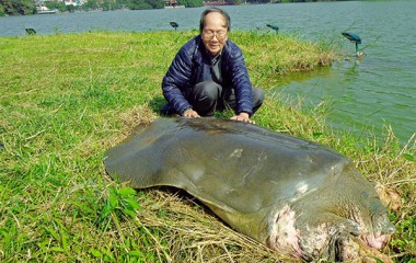 Ông Tiến sĩ cả đời "đắm đuối" với rùa
